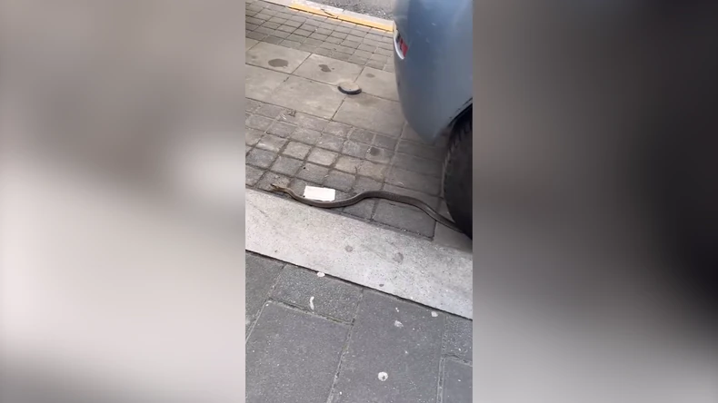 Zmija kod automobila