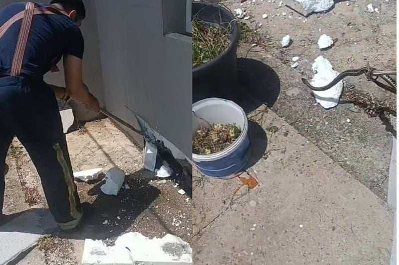 vatrogasci razbijali fasadu da uhvate zmije