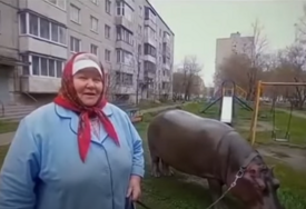(VIDEO) Nesvakidašnje prijateljstvo: Baka i nilski konj ŽIVE ZAJEDNO U STANU, ona ga šeta poput psa, a pogledi prolaznika ostaju zalijepljeni na njima