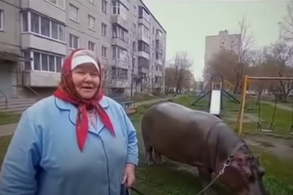 (VIDEO) Nesvakidašnje prijateljstvo: Baka i nilski konj ŽIVE ZAJEDNO U STANU, ona ga šeta poput psa, a pogledi prolaznika ostaju zalijepljeni na njima