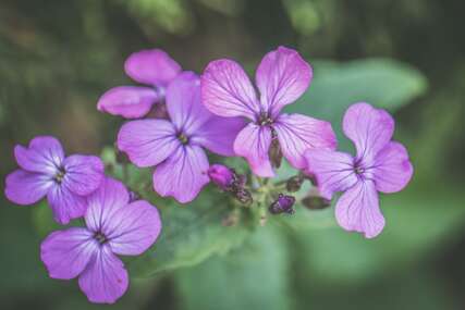 cvijeće floks