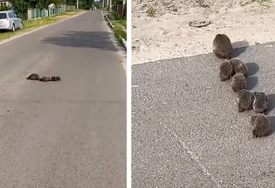 (VIDEO) Danas nećete vidjeti NIŠTA SLAĐE: Prizor oduševio građane, mama ježica srpljivo vodi svoje mališane