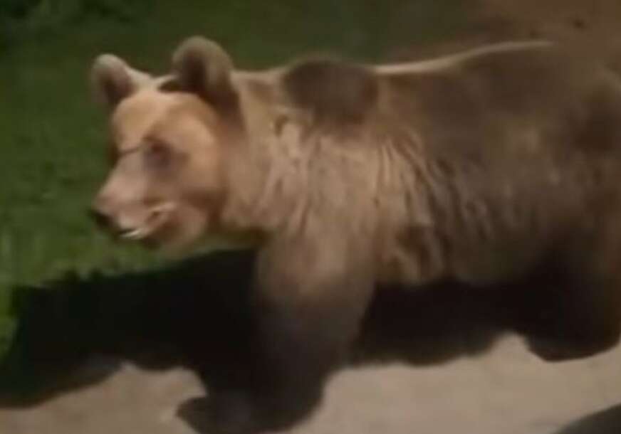 (VIDEO) „Sve vrijeme pratila gdje joj se nalazi mladunčad“ Medvjedica u Lici došla pod prozor mještaninu