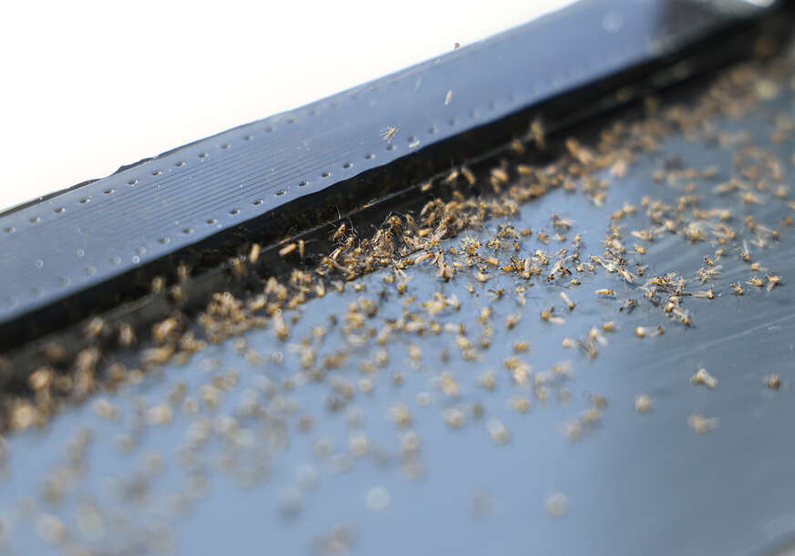 najezda musica, insekti