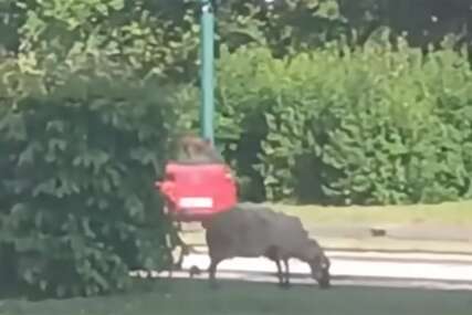 (VIDEO) "Znala je šta je čeka" Ovca pobjegla pred Kurban-bajram, mreže gore od komentara