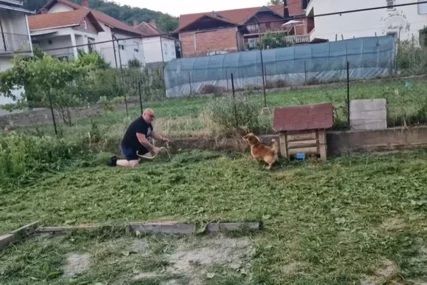 (VIDEO) Lajao je do iznemoglosti: Pas u Srbiji OTKRIO LEGLO ZMIJA, spasioci pogledali iza njegove kućice i OSTALI ŠOKIRANI