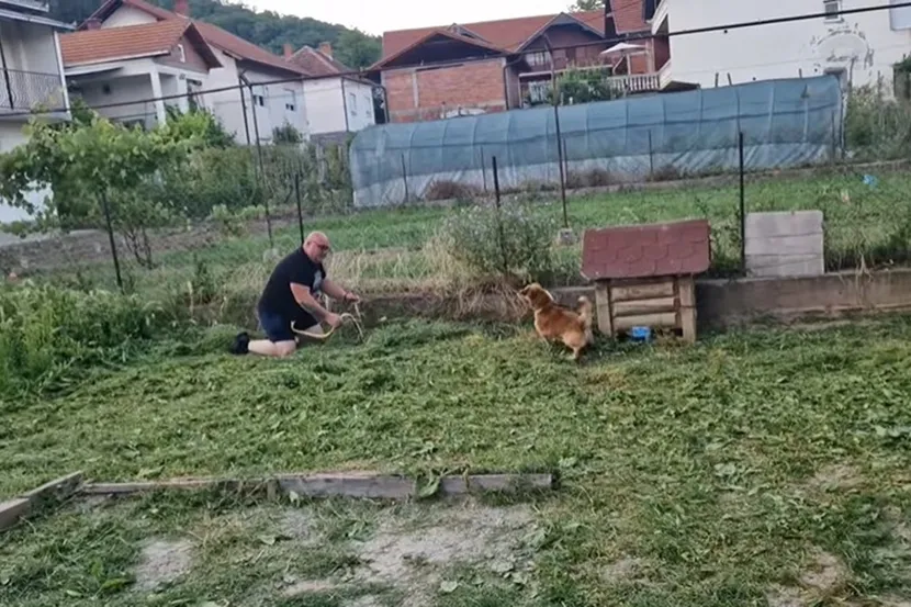 (VIDEO) Lajao je do iznemoglosti: Pas u Srbiji OTKRIO LEGLO ZMIJA, spasioci pogledali iza njegove kućice i OSTALI ŠOKIRANI