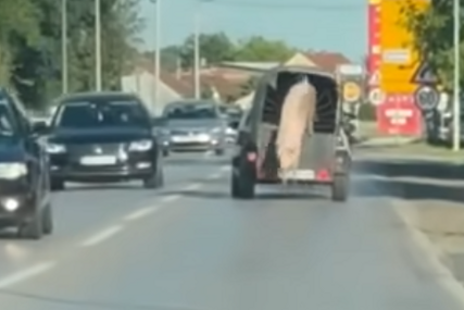 (VIDEO) PRASE OSTALO U RETROVIZORU Svinja iskočila iz prikolice, pa prošetala putem, HIT SCENA U SRPSKOJ