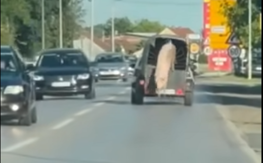 (VIDEO) PRASE OSTALO U RETROVIZORU Svinja iskočila iz prikolice, pa prošetala putem, HIT SCENA U SRPSKOJ
