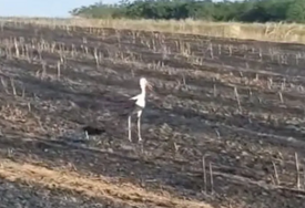 (VIDEO) Roda se vratila, ali njeni mladunci neće nikada: Tužan prizor NAKON POŽARA, u plamenu nestalo 2 hektara žita