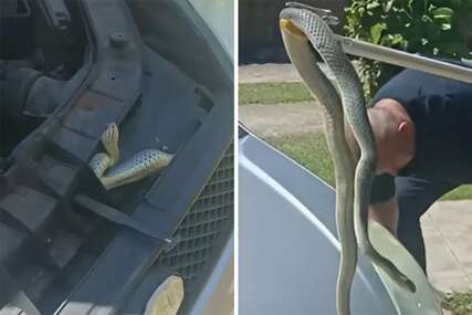 (VIDEO) NESVAKIDAŠNJA SCENA Zmija se uvukla ispod haube automobila, vatrogasci brzo reagovali