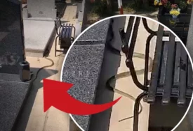 (VIDEO, FOTO) LJUDI SE ZALEDILI OD STRAHA Zmija OD 2 METRA na groblju izmigoljila iz vijenaca, sve se dogodilo na Zadušnice