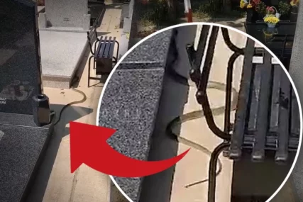 (VIDEO, FOTO) LJUDI SE ZALEDILI OD STRAHA Zmija OD 2 METRA na groblju izmigoljila iz vijenaca, sve se dogodilo na Zadušnice