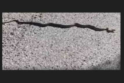 Zmija u Banjaluci