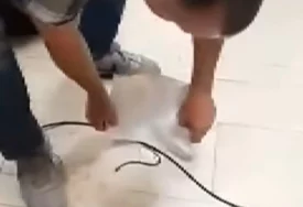 (VIDEO) I ZMIJA DOŠLA NA SJEDNICU Ovako je uhvaćen uljez u Parlamentu FBiH