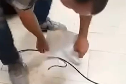 (VIDEO) I ZMIJA DOŠLA NA SJEDNICU Ovako je uhvaćen uljez u Parlamentu FBiH