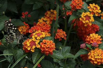 Lantana 