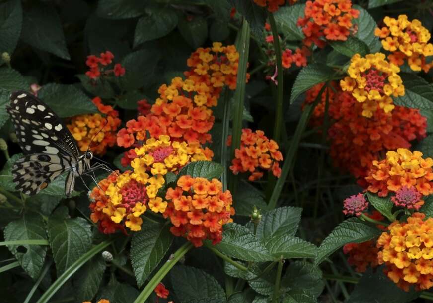 Lantana 