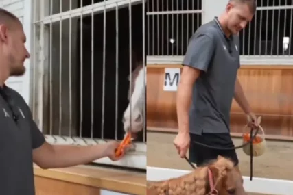 (VIDEO) KINEZI ODUŠEVILI NIKOLU JOKIĆA Odveli su ga među omiljene životinje, Srbin je bio nikad srećniji
