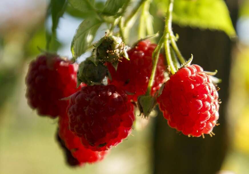 maline