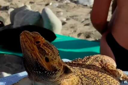 Gušter na plaži