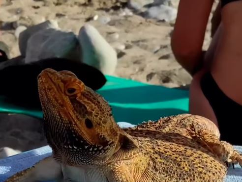 Gušter na plaži