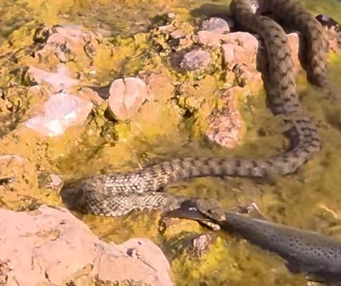 Zmija ribarica guta ribu 