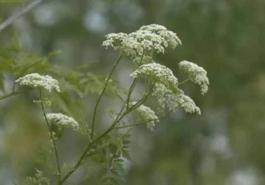 Heracleum sosnowskyi