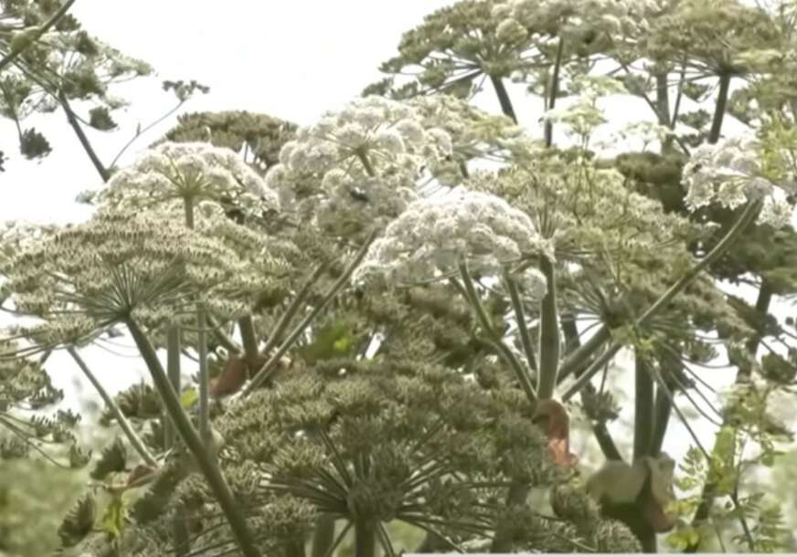 Heracleum sosnowskyi