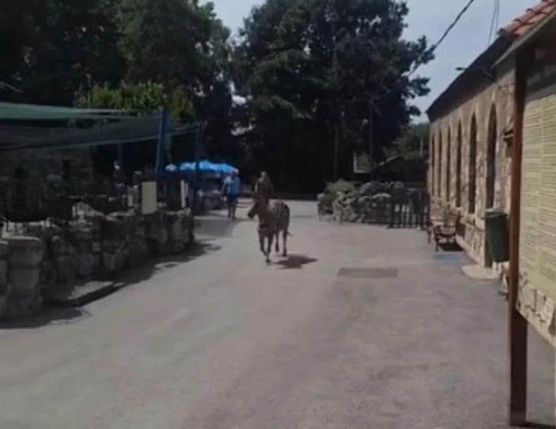 Odbjegla zebra u Beo Zoo Vrtu