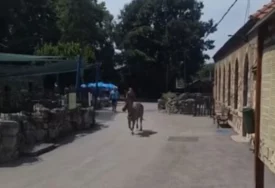 Detalji drame u Zoološkom vrtu kada je zebra pobjegla "Jedna majka sa djetetom je brzo ušla u prostor gdje se nalaze zmije"