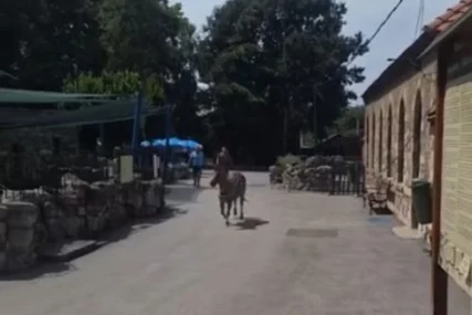 Detalji drame u Zoološkom vrtu kada je zebra pobjegla "Jedna majka sa djetetom je brzo ušla u prostor gdje se nalaze zmije"