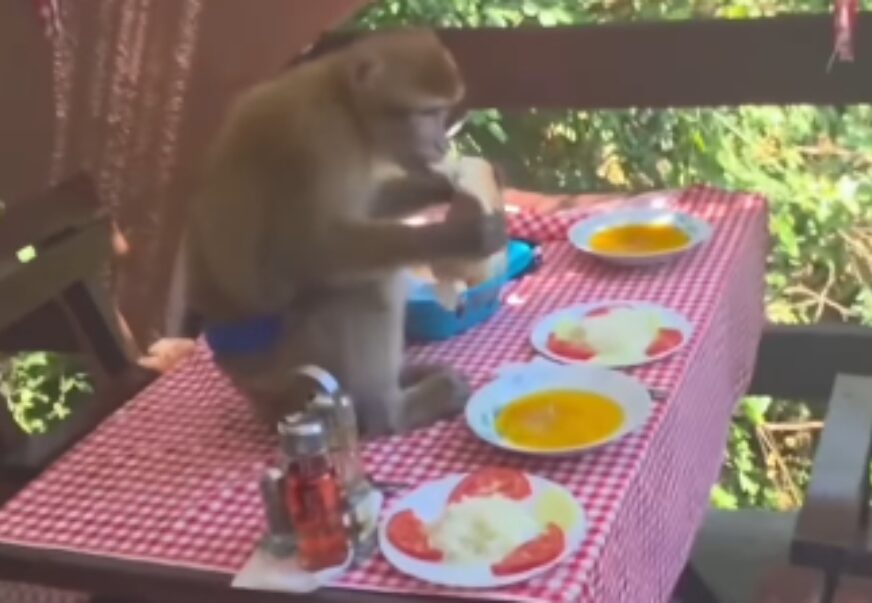 (VIDEO) TUĐE JE SLAĐE Majmun u Crnoj Gori skočio na sto, pa razgrabio hranu turistima