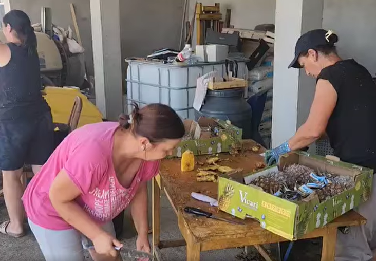 (VIDEO) Šljiva nema, al’ biće kazan pun: Zbog suše i grada, Glišić počeo da peče RAKIJU OD ANANASA