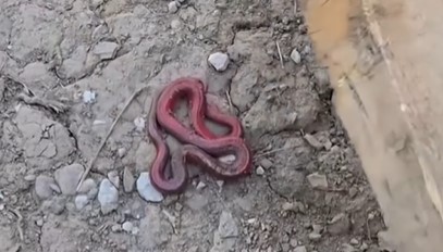 (VIDEO) “U životu ovo nismo vidjeli” Crvena zmija zaprepastila sve