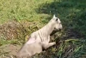 (VIDEO) Uz humanost ovih heroja, sve je prošlo kako treba: Prava drama odigrala se u BiH, kobila pala u kanal, pa se zaglavila