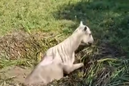 (VIDEO) Uz humanost ovih heroja, sve je prošlo kako treba: Prava drama odigrala se u BiH, kobila pala u kanal, pa se zaglavila
