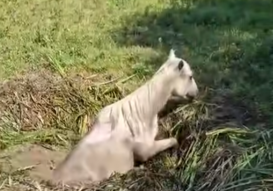 (VIDEO) Uz humanost ovih heroja, sve je prošlo kako treba: Prava drama odigrala se u BiH, kobila pala u kanal, pa se zaglavila