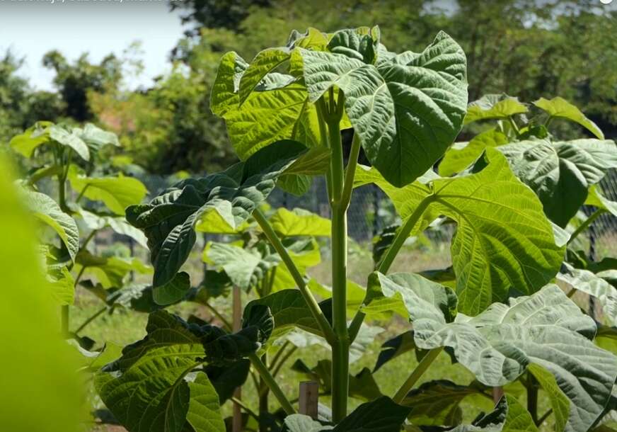 FOTO: AGRO TV/YOUTUBE/SCREENSHOT