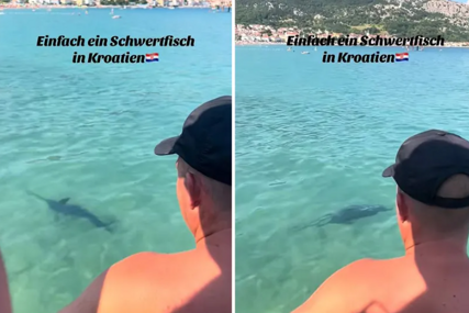 (VIDEO) "Ovo se dešava jednom u 100 godina" Turiste prepala velika riba u Jadranskom moru, mislili su da je MORSKI PAS