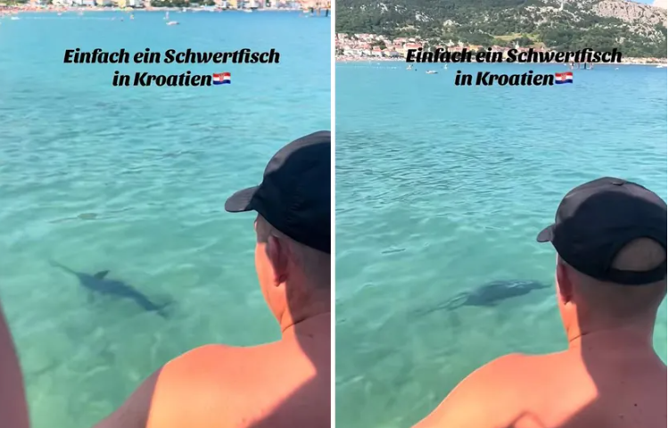 (VIDEO) "Ovo se dešava jednom u 100 godina" Turiste prepala velika riba u Jadranskom moru, mislili su da je MORSKI PAS