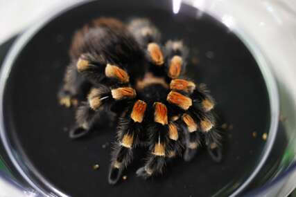 tarantula