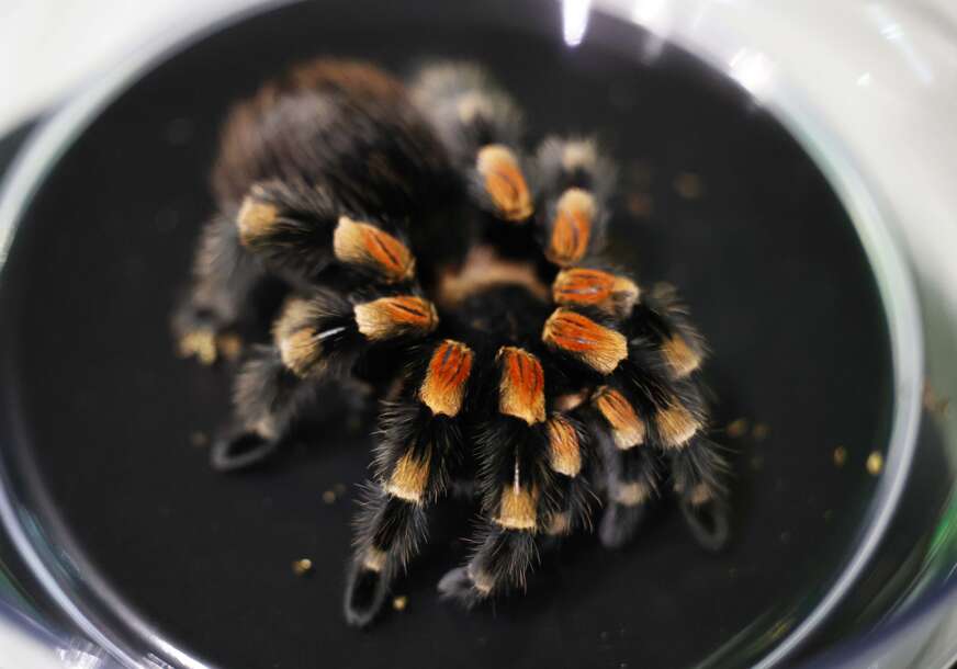 tarantula
