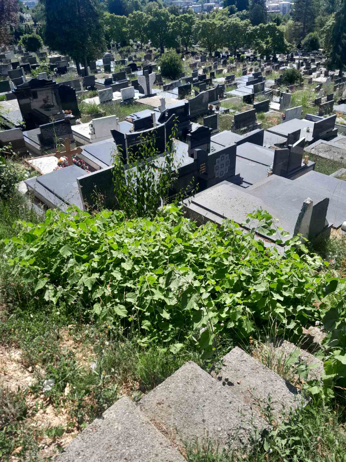 Gradsko groblje Pobrđe