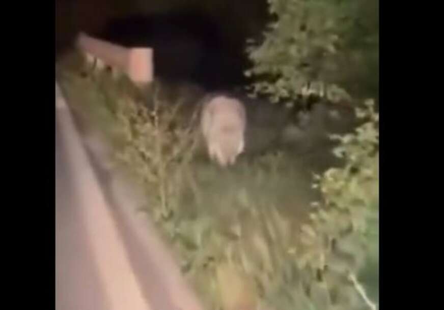 SNIMAK KOJI LEDI KRV U ŽILAMA Vuk izlazi iz šume i bez straha prilazu vozilu