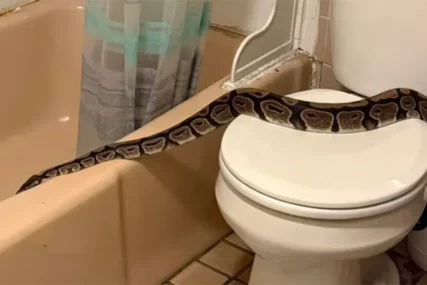 (FOTO) HOROR U KUPATILU Žena zatekla pitona od 1,5 metara na wc šolji