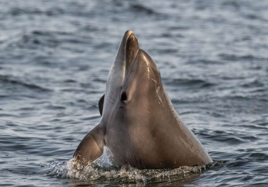 Još jedan MRTAV DELFIN: Nešto čudno se dešava u Jadranskom moru