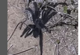 (VIDEO) NAUČNICI GA ZOVU KRALJ "GENITALIJA" Kada vidite novootkriveni rod tarantula, biće vam jasno i zašto