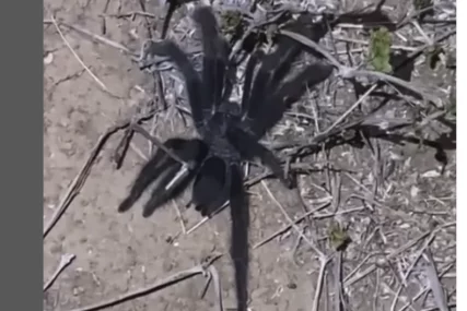 (VIDEO) NAUČNICI GA ZOVU KRALJ "GENITALIJA" Kada vidite novootkriveni rod tarantula, biće vam jasno i zašto