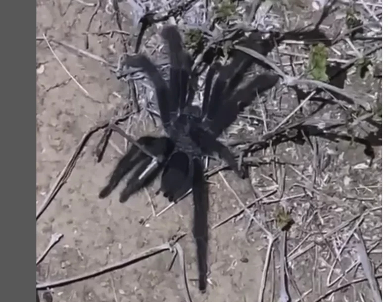(VIDEO) NAUČNICI GA ZOVU KRALJ "GENITALIJA" Kada vidite novootkriveni rod tarantula, biće vam jasno i zašto